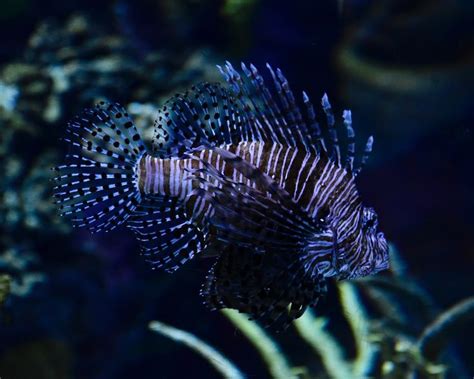 Lionfish spines | Lion fish, Fish pet, Animals