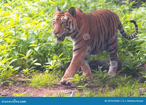 Asian Tiger on Move in Zoological Park, India Stock Photo - Image of ...