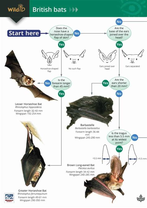 A Guide to British Bats | NHBS Field Guides & Natural History