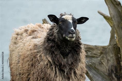 Romanov sheep breed looks into a camera. Close-up portrait of Romanov sheep with water ...