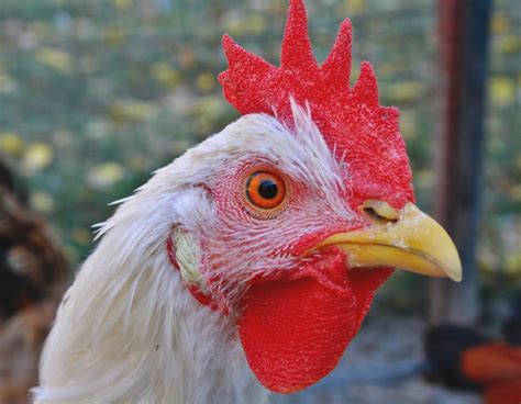 royal purple breeds of guinea fowl