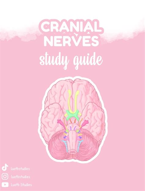 Cranial Nerve Notes - Notability Gallery