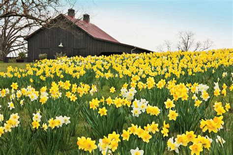 4 Reasons Why Your Daffodil Bulbs Aren't Blooming - Southern Living