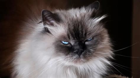 LAMBKIN CAT PERSONALITY AND BREED (ALL YOU NEED TO KNOW) - DorkyCats