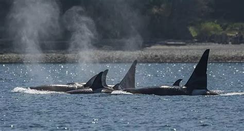 Whale Report: April 27, 2023 - Two Orca Encounters in one trip ...