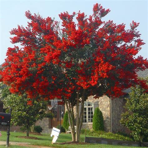 Red Rocket Crape Myrtle Trees for Sale | Fast Growing Trees Garden Shrubs, Garden Trees, Lawn ...