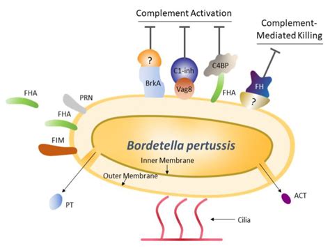 Bordetella Pertussis Culture