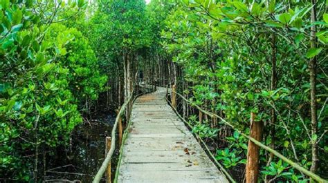 Manfaat dari Hutan Mangrove Selain Untuk Wisata Apa Saja? - PT Eticon ...