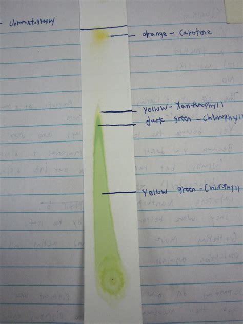 Paper Chromatography Mcat at William Wilson blog