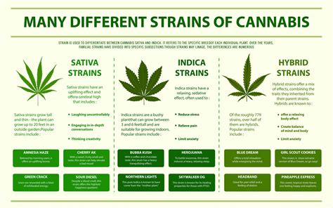 Indicas, Sativas, & Hybrids - Maggie's Farm Marijuana Dispensaries