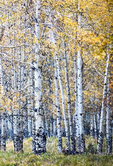 Aspen grove in the snow | San Juan Mts, Colorado | Doc Landis Photography