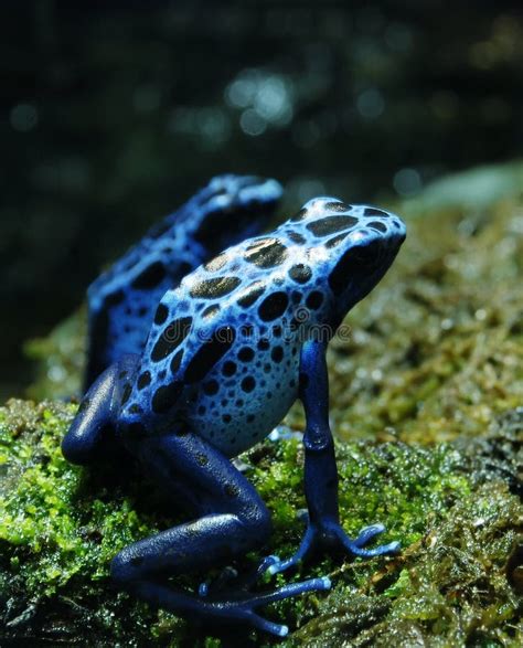 Ranas Azules Del Dardo Del Veneno Imagen de archivo - Imagen de anfibio ...