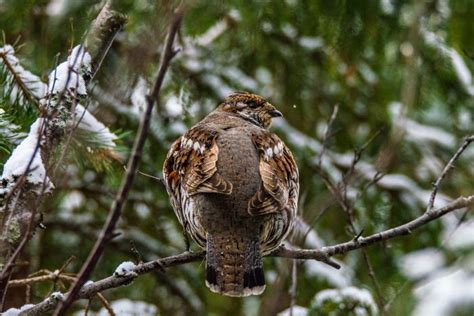 Hazel Grouse - BirdForum Opus | BirdForum