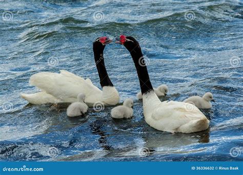 Black-Necked Swan Pair stock photo. Image of swim, mates - 36336632