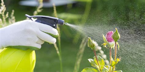 How To Get Rid Of Mealybugs On Your Plants - 5 Best Ways To Eliminate ...