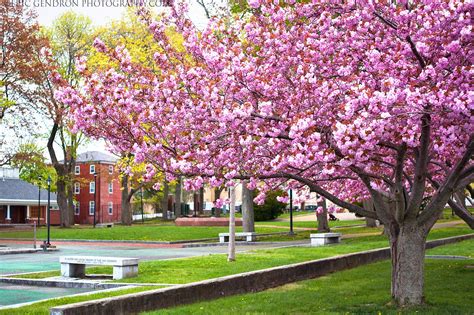 Portsmouth NH Photography: Prescott Park in Bloom