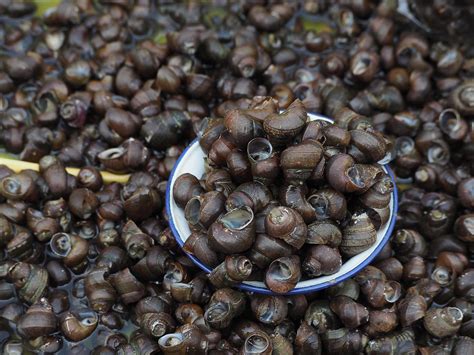 Close-up of river snails for sale in fresh market 7992142 Stock Photo at Vecteezy