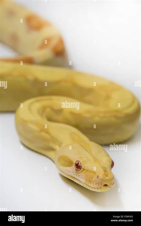 Albino Boa Constrictor, pet Stock Photo - Alamy