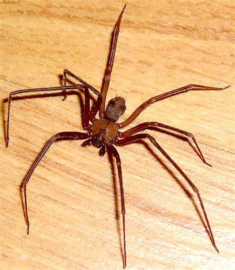 A Brown recluse Spider from Wichita Falls, Texas | Bugs In The News