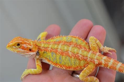 Normal Bearded Dragon Morphs