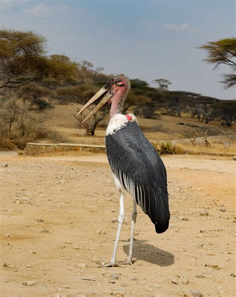 Tanzania | Tanzania, Wildlife, Bald eagle