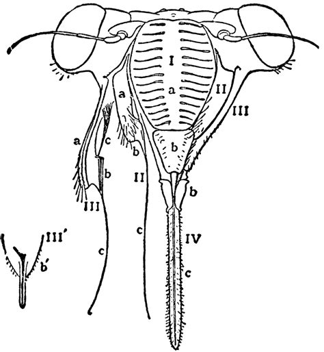 Head of Cicada | ClipArt ETC