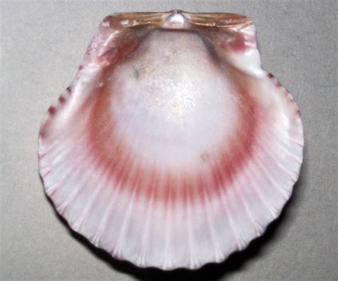 Argopecten gibbus (Atlantic calico scallop shell) (Sanibel… | Flickr