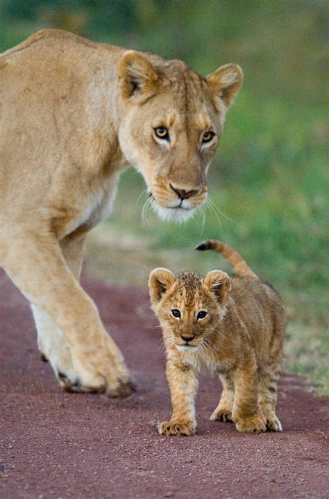 Close-up Of A Lioness And Her Cub Photograph by Panoramic Images