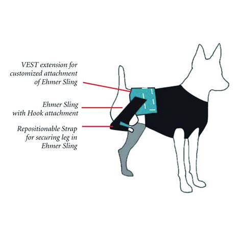 4 Reasons to Use a Dog Hip Brace for Hip Pain