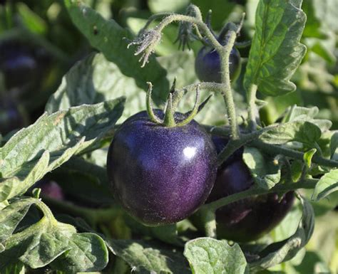 tomato003TW | Indigo Rose, a truly purple tomato, has been b… | Flickr