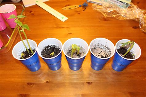 Bean Plant Growth Experiment