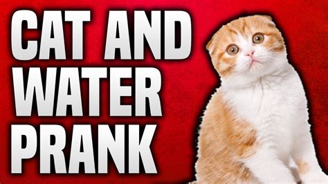 Cat Prank - YouTube