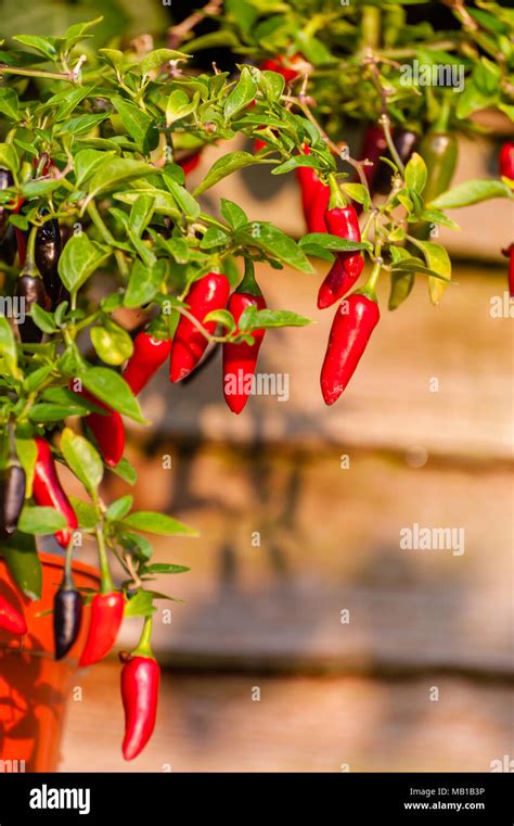 Chilli plant hi-res stock photography and images - Alamy