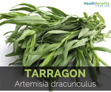 Tarragon Facts, Health Benefits and Nutritional Value