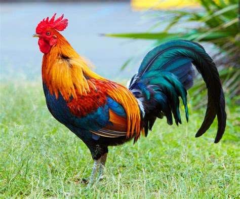 Frango (Gallus gallus domesticus) | Aves belas, Pintura de galo ...