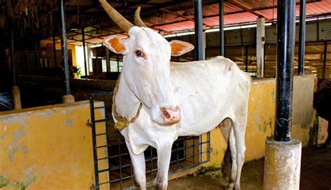 5 Most Famous Cow Breeds Found In India - lifeberrys.com