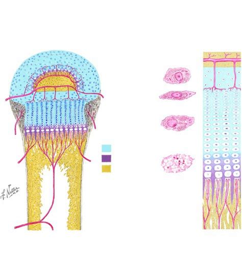 Regions of the Epiphyseal Plates