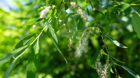 How to Plant, Grow, and Care For Willow Trees