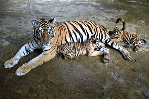 Asia Album: 2 Royal Bengal Tiger cubs playing with mother at zoo