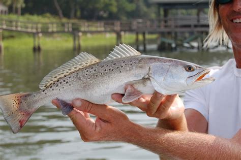 Rainbow Trout Free Photo Download | FreeImages