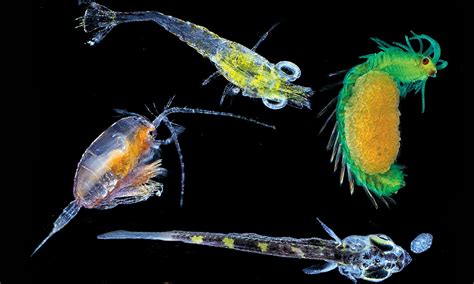 The microscopic magic of plankton - Environment news - NewsLocker