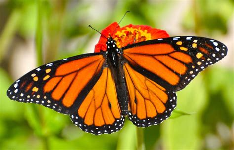 Monarch butterfly: Facts about the iconic migratory insects | Live Science