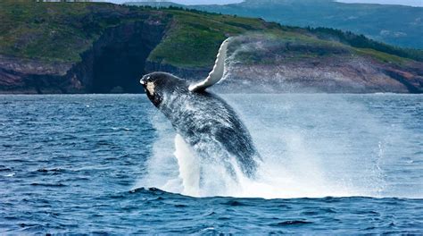 Newfoundland & Labrador: 10 fun things to do - Cruiseable