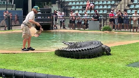 DXing from Brisbane: Crocodile craziness at Australia Zoo - part 2 - YouTube