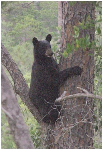 Living with Florida black bears | Walton Outdoors