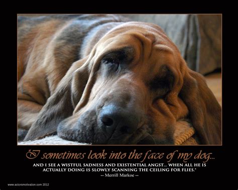 Bloodhounds | Bloodhound puppies, Dog breeds, Bloodhound dogs