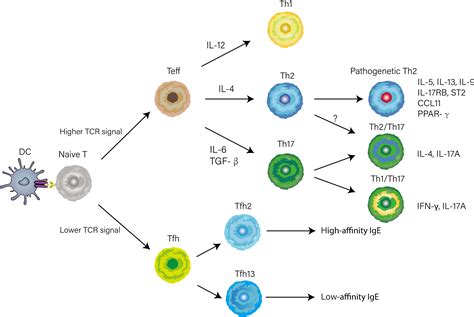 Frontiers | Distinct spatial and temporal roles for Th1, Th2, and Th17 cells in asthma