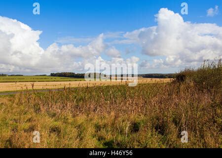 Bulrushes in an English pond Stock Photo - Alamy