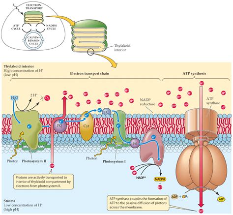 Chemiosmosis is the mechanism of ATP production in photophosphorylation. | Metabolismo biologia ...