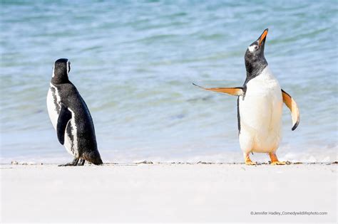 The finalists of the 2022 Comedy Wildlife Photo Awards - ABC News